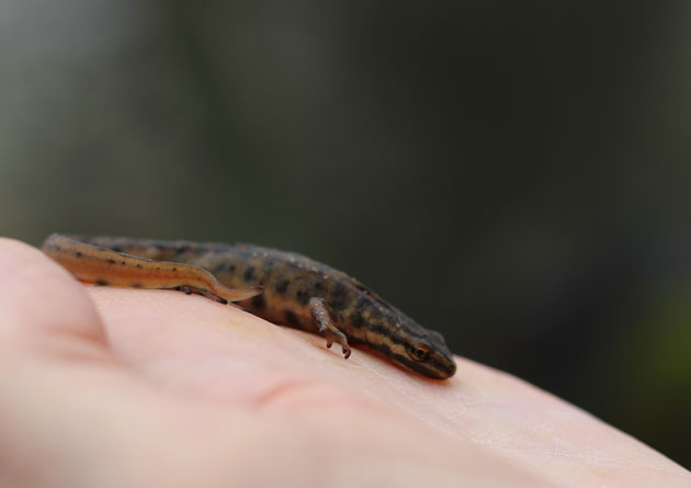 Smooth Newt