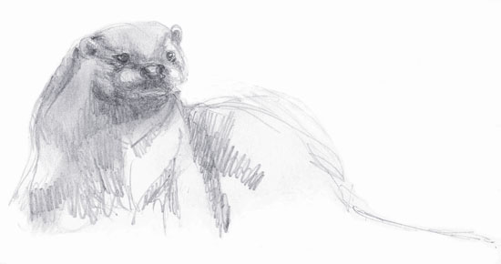 A pencil sketch of an otter