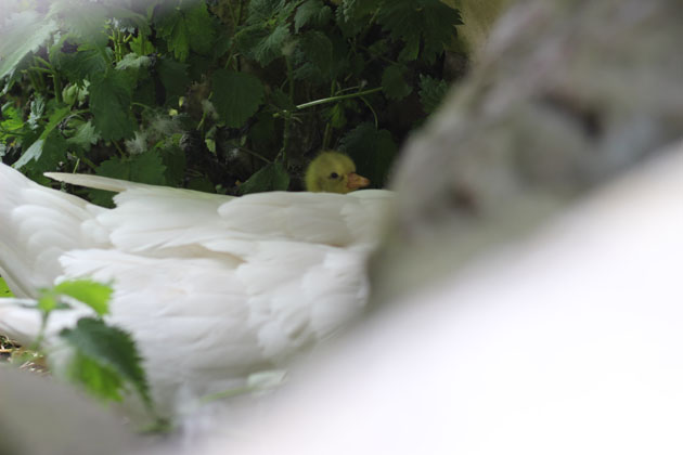 Tiny fluffy yellow gosling