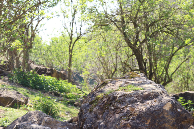 old quarry grown with saplings