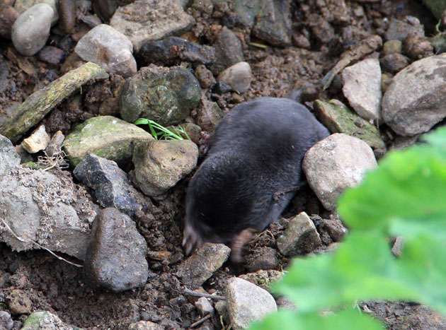 Mole foraging