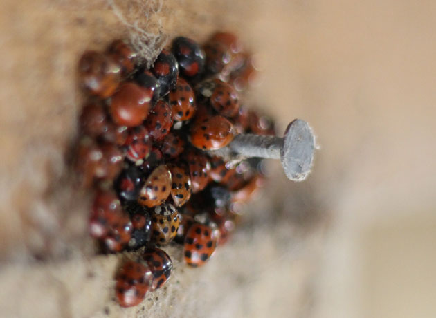 A Loveliness of Ladybirds