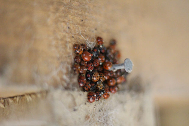 Ladybirds hibernating