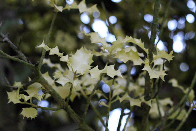 Holly leaves