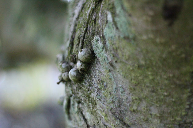 Nodules on holly bark