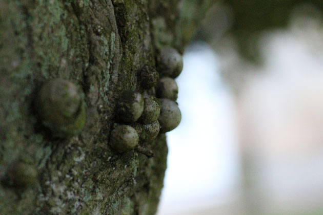 nodules on the trunk of a holly tree