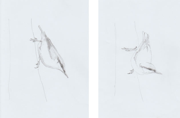 Nuthatch pencil sketches