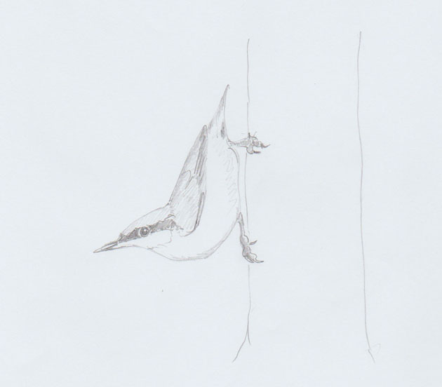 Drawing of Nuthatch bird
