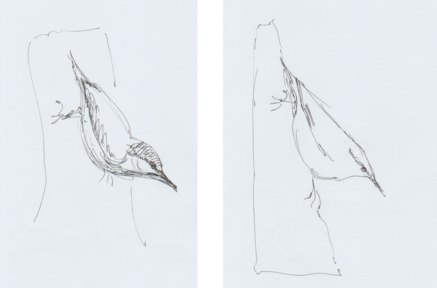 Nuthatch sketches