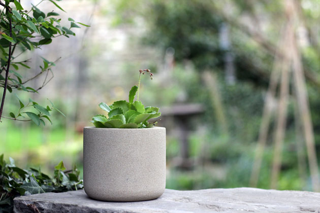 Saxifraga in a stone pot