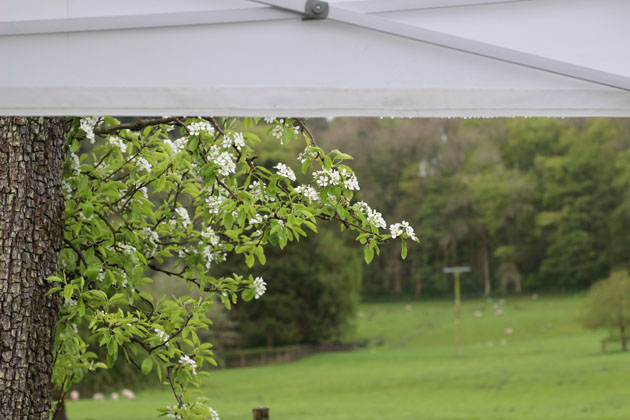 Pear blossom