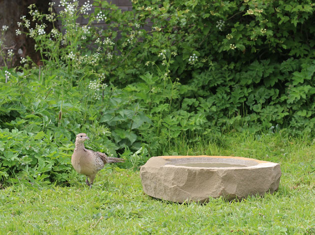 A pheasant visits my birdbath