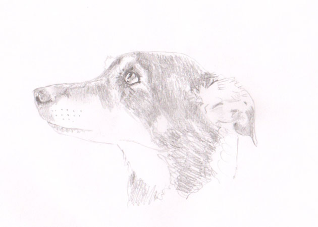 sketch of a dog's head