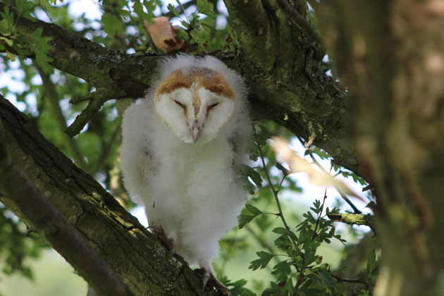 Barn Owl chick