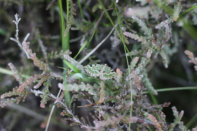 Green Carpet moth