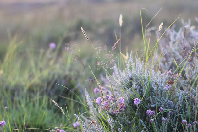 Bell heather at dusk