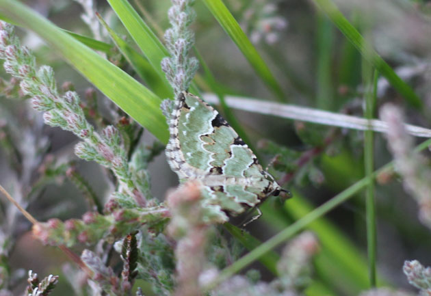 Green Carpet moth