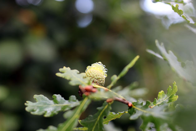 new fresh green acorns