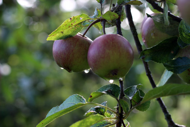 apples after rain