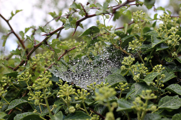 Spider's web with dew drops