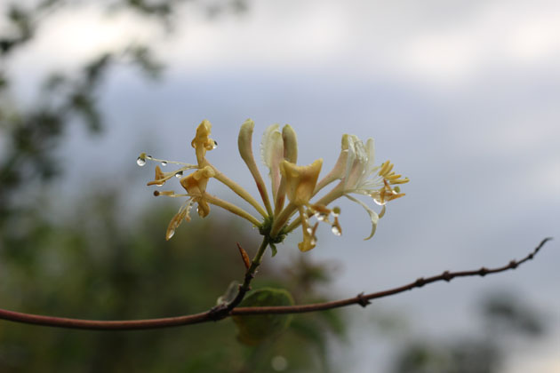 honeysuckle flower