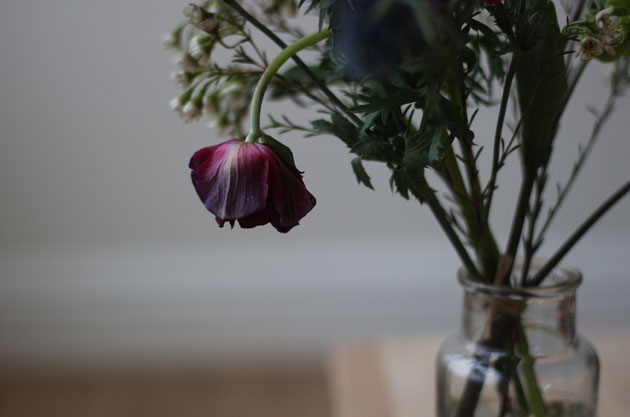 Flower in a vase