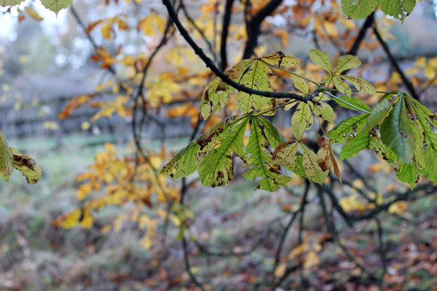 Autumn Horse Chestnut