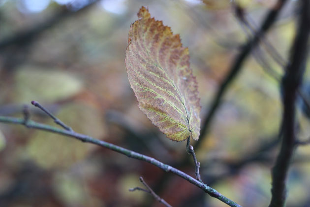 Leaf of Autumn