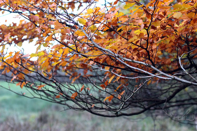 The hedgerow's brightest leaves