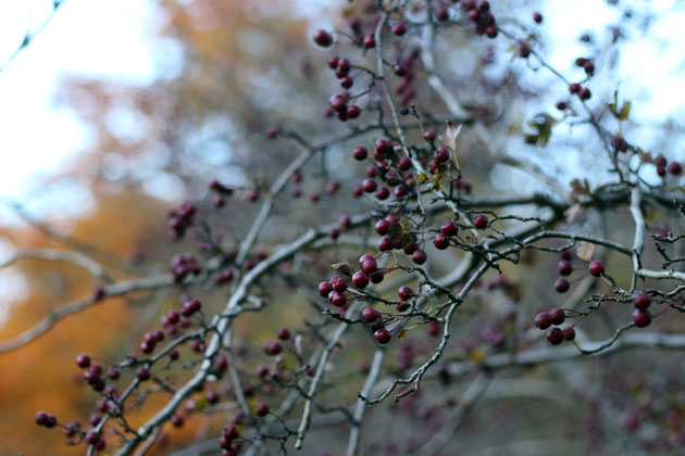 Hawthorn