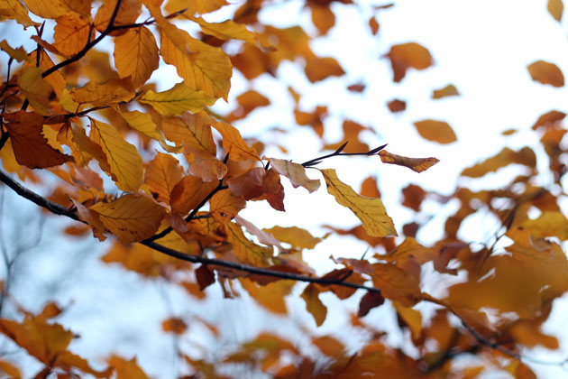 rustling beech leaves