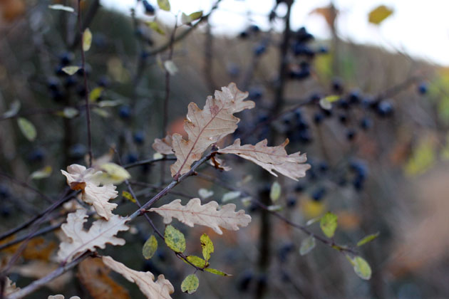 Autumn hedgerow