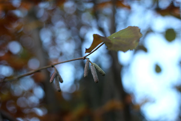 Autumn catkins