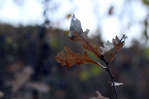 Autumn oak leaves