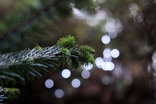 Winter Festival Tree