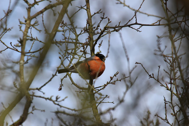 Bullfinch in the hedgerow