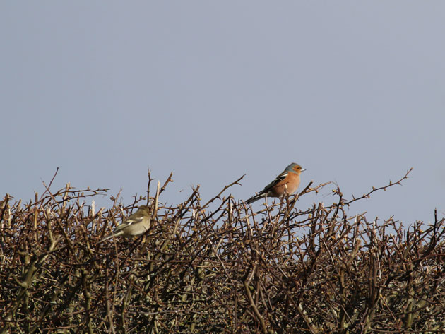 A pair of chaffinches in the hedgerow