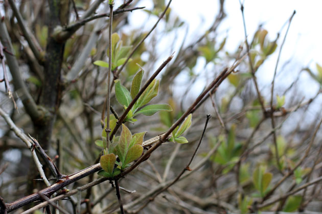 honeysuckle leaves green the hedgerow