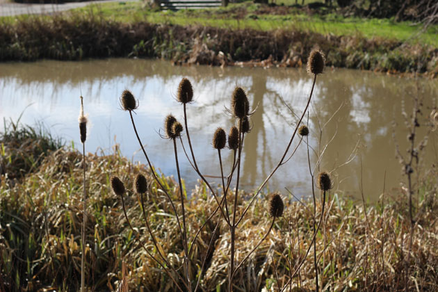 Middleton Village Pond