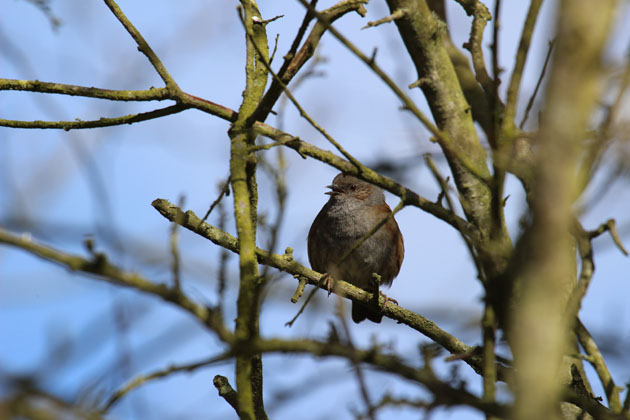 Dunnock singing