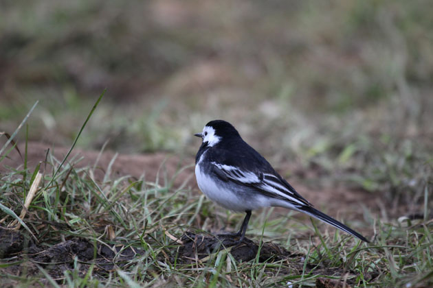 Pied Wagtail feeding