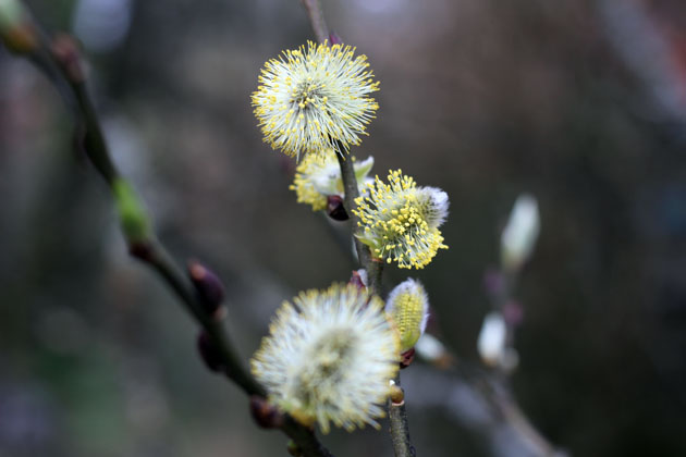 Early spring willow flowers