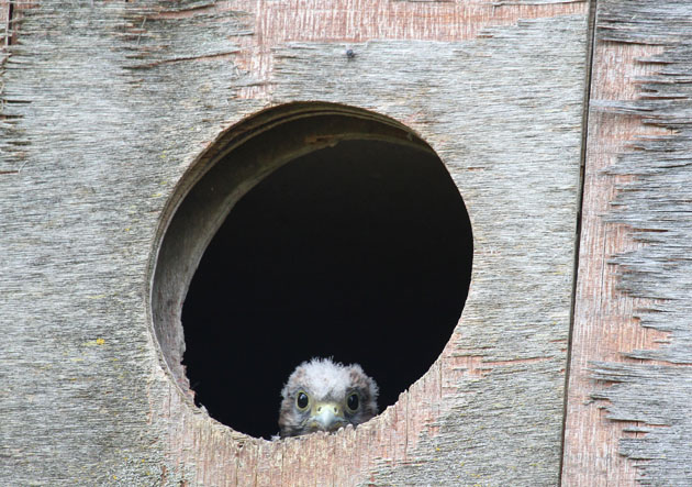 Kestrel chick