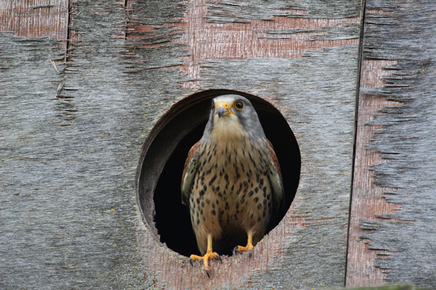 Kestrel brings food to the nextbox