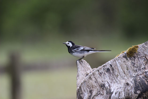 Pied Wagtail at my workshop
