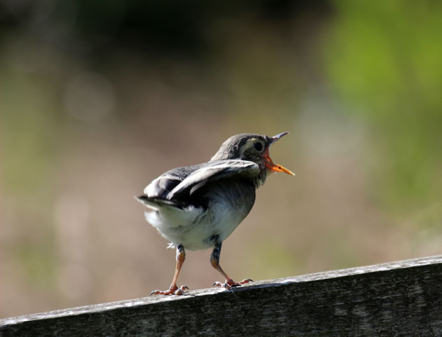 Pied Wagtail fledgling