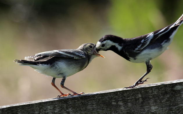 Fledgling Pied Wagtail being fed