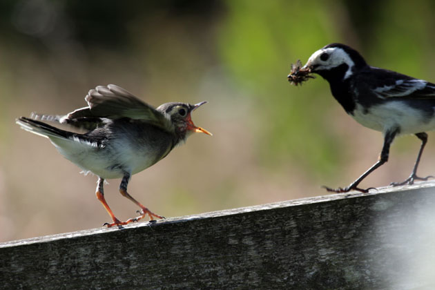 Food being brought to fledgling