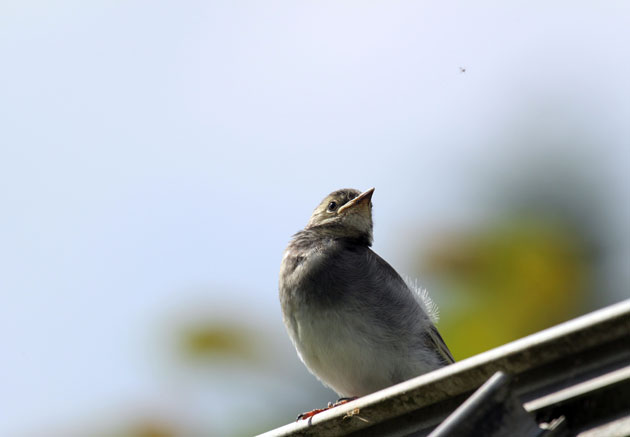 Pied Wagtail just fledged