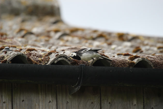 The parent Pied Wagtail searching for food